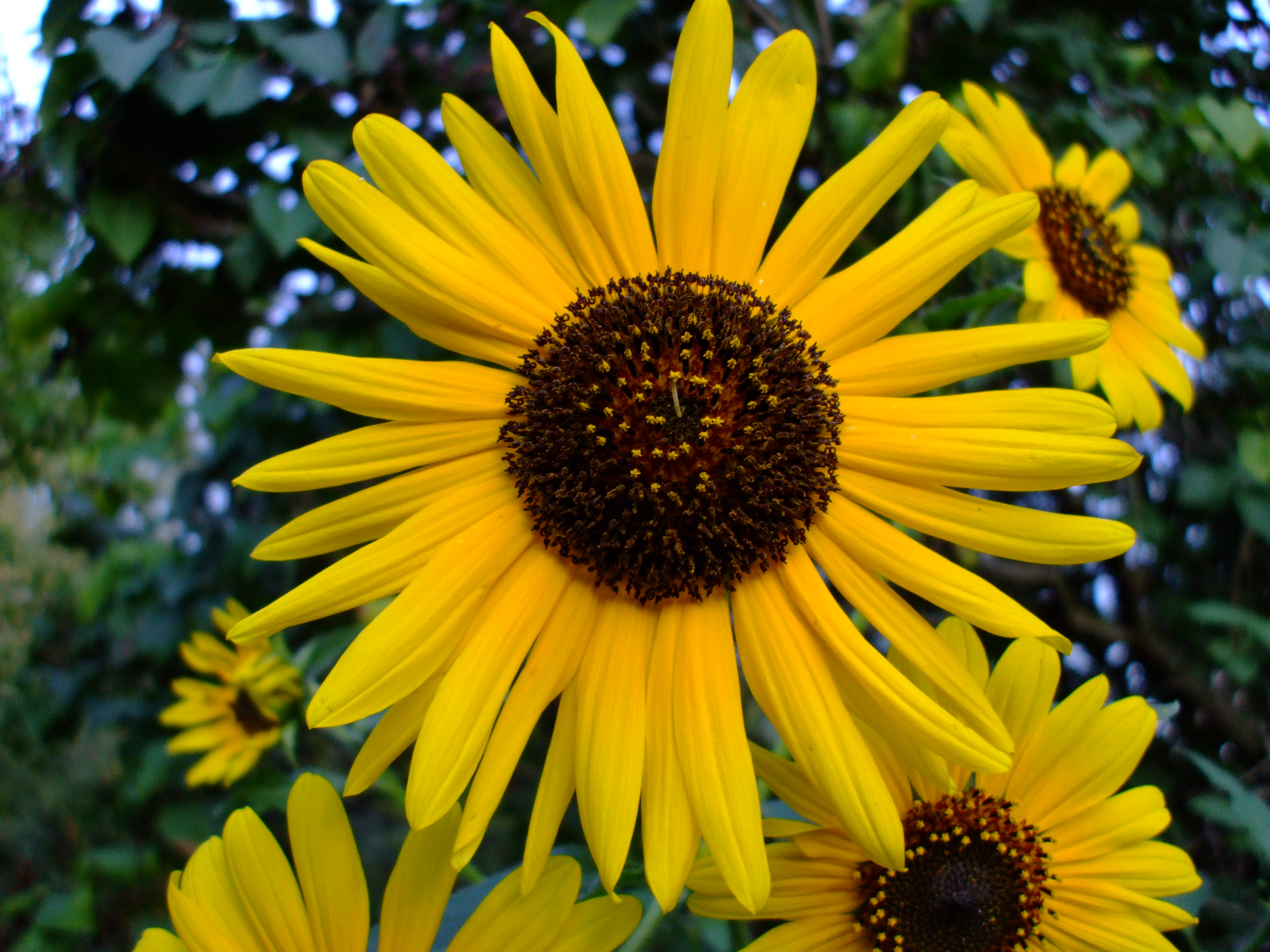 Helianthus annuus